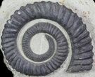 Devonian Ammonite (Anetoceras) - Morocco #68776-1